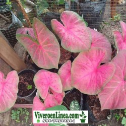 Caladium Brasilero Largatá de Fogo