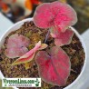 Caladium HyBird Indonesia