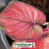 Caladium HyBird Indonesia