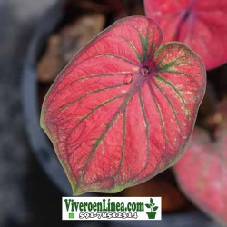 Caladium HyBird Indonesia