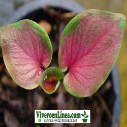 Caladium HyBird Indonesia