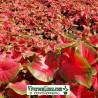 Caladium HyBird Indonesia