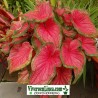 Caladium HyBird Indonesia