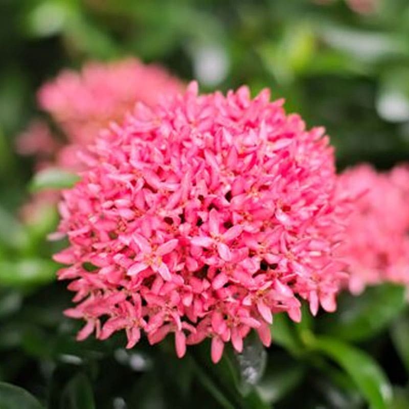 Ixora Coccinea Rosada