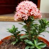 Ixora Coccinea Rosada