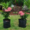 Ixora Coccinea Rosada