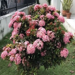 Ixora Coccinea Rosada