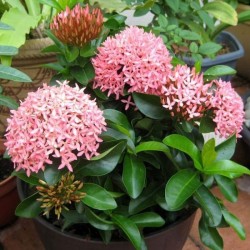 Ixora Coccinea Rosada