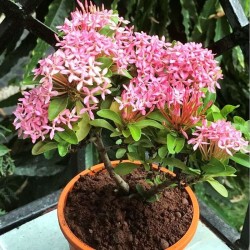 Ixora Coccinea Rosada