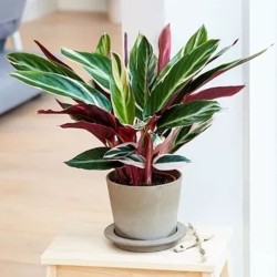 Calathea Triostar