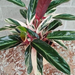 Calathea Triostar