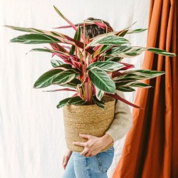 Calathea Triostar