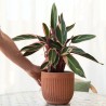 Calathea Triostar