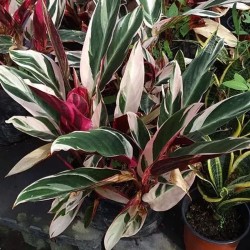 Calathea Triostar