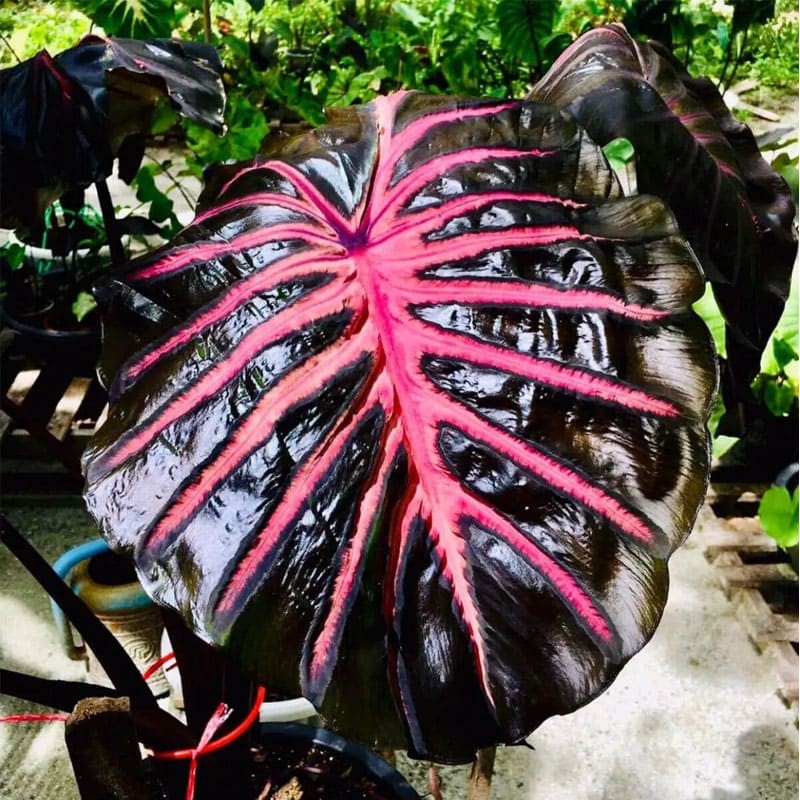 Colocasia Black Magic Lava