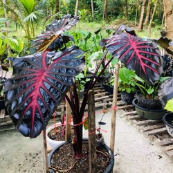 Colocasia Black Magic Lava