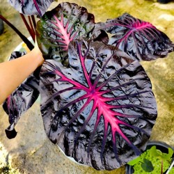 Colocasia Black Magic Lava