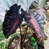 Colocasia Black Magic Lava