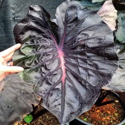 Colocasia Black Magic Lava