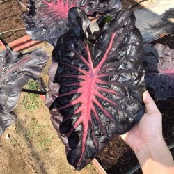 Colocasia Black Magic Lava