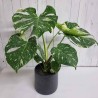 Monstera Thai Constellation