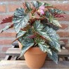 Begonia Alas de Angel