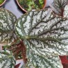 Begonia Alas de Angel