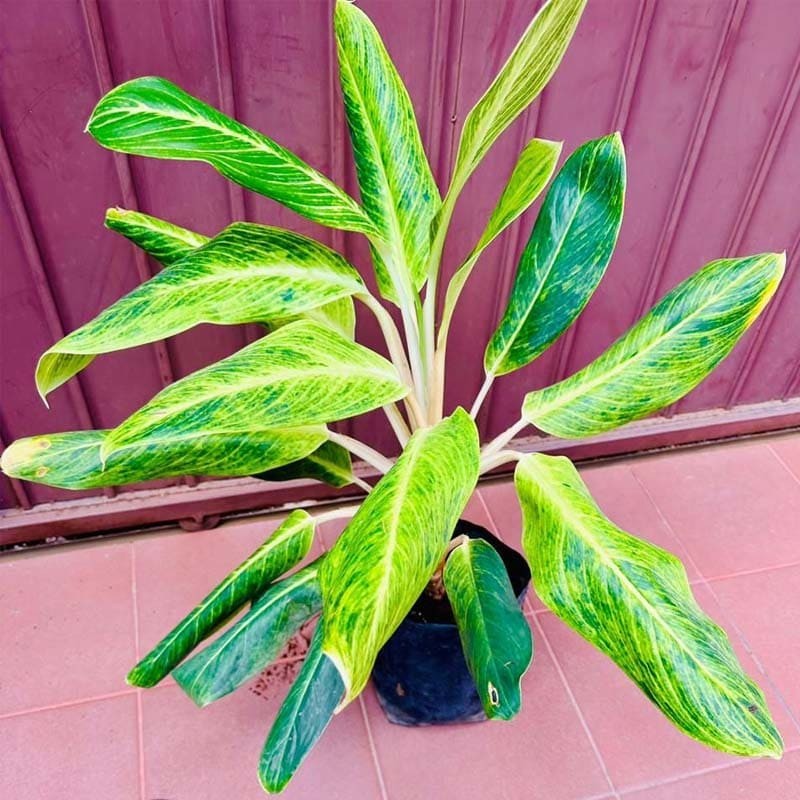 Aglaonema Verde