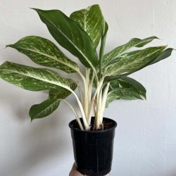 Aglaonema Verde