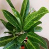 Aglaonema Verde