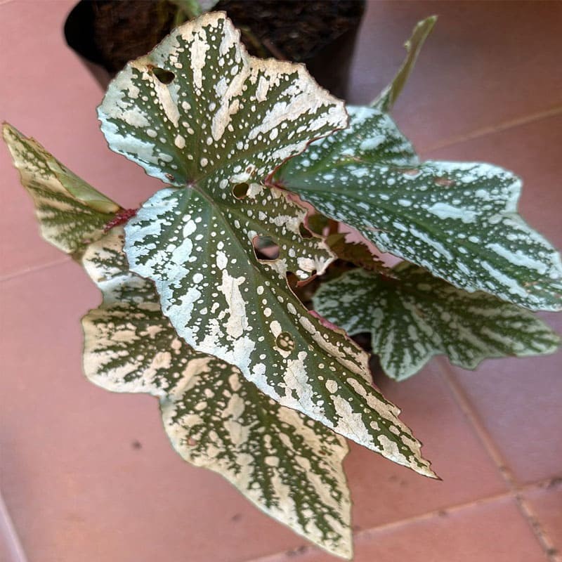 Begonia Alas de Angel