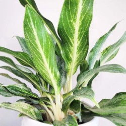 Aglaonema Verde