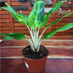 Aglaonema Verde