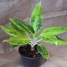 Aglaonema Verde