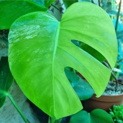 Monstera Borsigiana