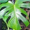 Monstera Borsigiana