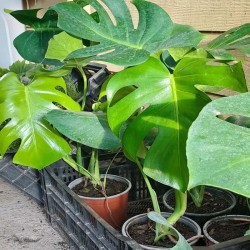 Monstera Borsigiana