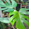 Monstera Borsigiana