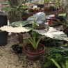 ALOCASIA MACRORRHIZA VARIEGATA Oreja de elefante