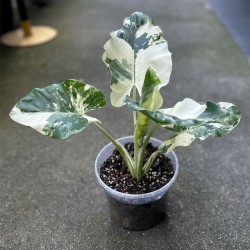 ALOCASIA MACRORRHIZA VARIEGATA Oreja de elefante