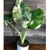 ALOCASIA MACRORRHIZA VARIEGATA Oreja de elefante