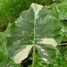 ALOCASIA MACRORRHIZA VARIEGATA Oreja de elefante