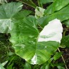 ALOCASIA MACRORRHIZA VARIEGATA Oreja de elefante