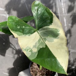 ALOCASIA MACRORRHIZA VARIEGATA Oreja de elefante