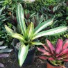 BROMELIA