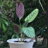 Calathea Ctenanthe Oppenheimiana