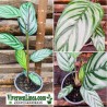 Calathea Ctenanthe Oppenheimiana