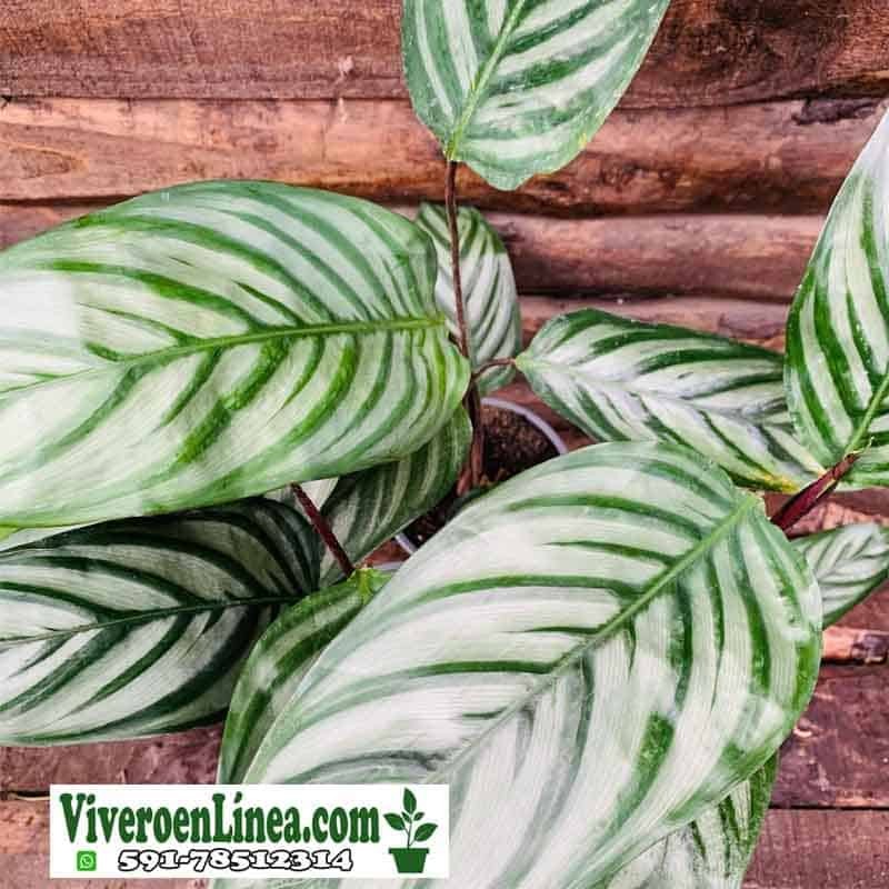 Calathea Ctenanthe Oppenheimiana