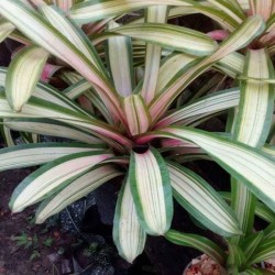 BROMELIA