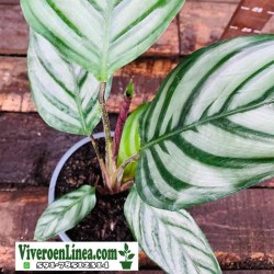 Calathea Ctenanthe Oppenheimiana